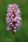 Schlangen-Knöterich (Polygonum bistorta)